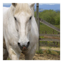 White Equine Invitations