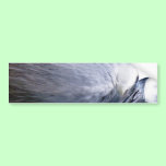 White-faced Heron bumper stickers