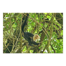 White Faced Monkey in Jungle Photographic Print