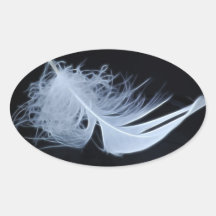 White feather - angelic by nature oval stickers
