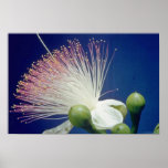 white Fish poison tree (Barringtonia asiatica) flo Posters