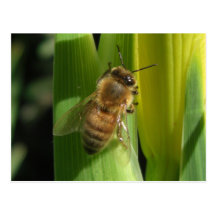 White Flower Bee Notes Card Postcard