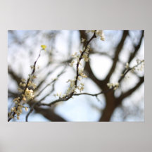 White Flower Buds Print