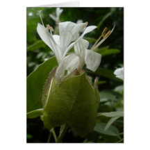 White flower | Card