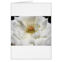 White Flower Cards