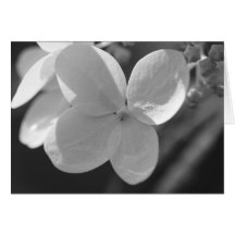 White Flower Cards