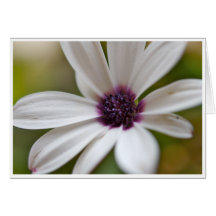 White Flower Greeting Card