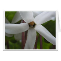 White Flower Greeting Card
