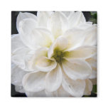 white flower magnet