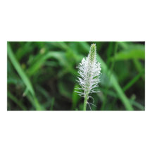White flower photo card