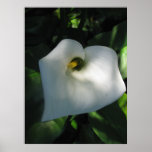 White Flower Photo Poster