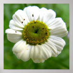 White flower poster