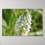 White flower posters