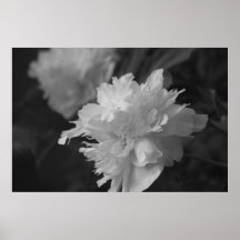 White Flower Print