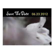 White Flower Save The Date Wedding Postcard