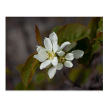 White Flower with Ant Postcards