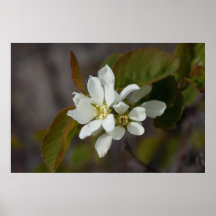 White Flower with Ant Posters