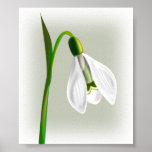 White Flower with Long Green stem Posters