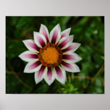 White Flower with Purple Stripes Posters