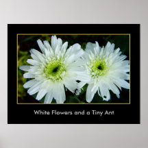 White Flowers and a tiny ant Print