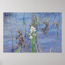 White Flowers and Reflections Print