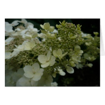 White flowers | Card