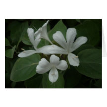 White flowers | Card
