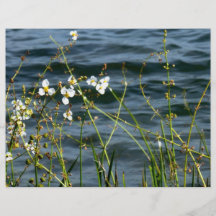 White flowers green stems blue pond back personalized flyer