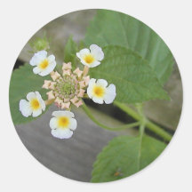 White Flowers Macros Leaves Round Stickers