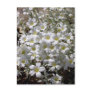 White flowers post card