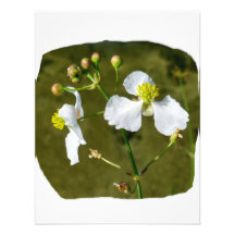 White flowers yellow centre round buds custom announcement