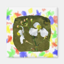 White flowers yellow centre round buds magnets
