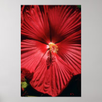 White Fluted shadows flowers Poster