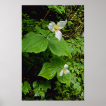 white Fragile flora flowers Poster