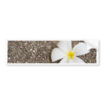 White Frangipani flower on rock surface bumper stickers