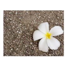 White Frangipani flower on rock surface Post Card