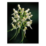 White fringeless orchid postcard