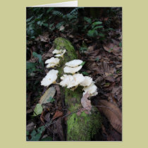 White fungus cards