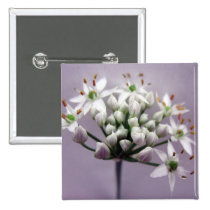 White Garlic Chive Blossoms on Purple buttons