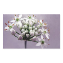 White Garlic Chive Blossoms on Purple Rectangular Stickers