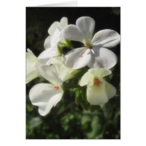 White Geraniums 1 - Simple Pleasures Cards