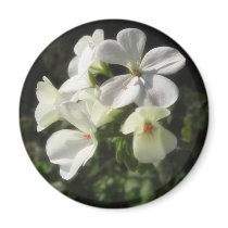 White Geraniums 1 - Simple Pleasures Refrigerator Magnet