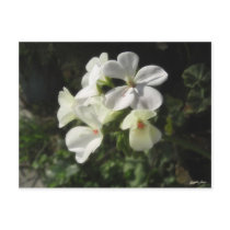 White Geraniums 1 - Simple Pleasures Postcards