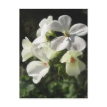 White Geraniums 1 - Simple Pleasures Postcard