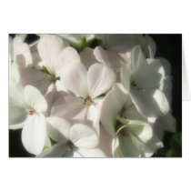 White Geraniums 2 Card