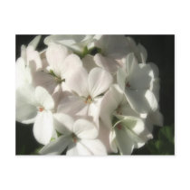 White Geraniums 2 Post Card