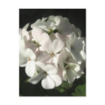 White Geraniums 2 Postcards