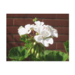 White Geraniums 5 postcards