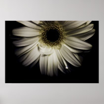 White Gerber Daisy Posters