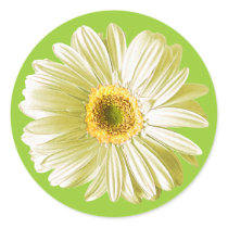 White Gerbera Daisy Flower